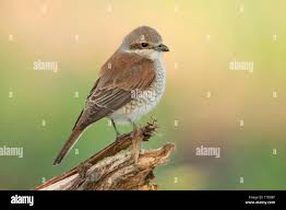 Attēlu rezultāti vaicājumam “Lanius collurio female”