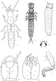 Attēlu rezultāti vaicājumam “Cucujidae”