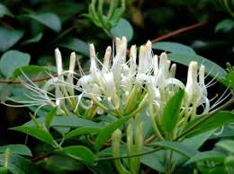 Attēlu rezultāti vaicājumam “Lonicera caprifolium fruit”
