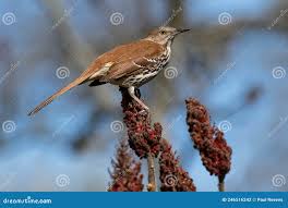 Image result for Toxostoma rufum