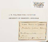 Attēlu rezultāti vaicājumam “Didymodon fallax var. brevifolius”