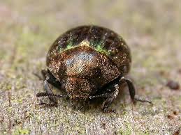 Attēlu rezultāti vaicājumam “Cytilus sericeus”