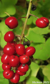 Attēlu rezultāti vaicājumam “Actaea spicata fruit”