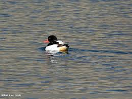 Attēlu rezultāti vaicājumam “Tadorna tadorna”