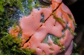 Attēlu rezultāti vaicājumam “Lycogala exiguum aggr. sessile”