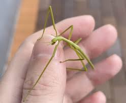 Attēlu rezultāti vaicājumam “Didymium proximum stalked”