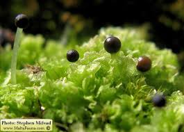 Attēlu rezultāti vaicājumam “Fossombronia wondraczekii sporophyte”