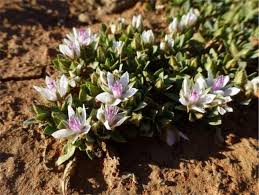 Attēlu rezultāti vaicājumam “Elatinaceae”
