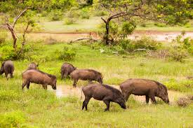 Image result for Яла заповедник