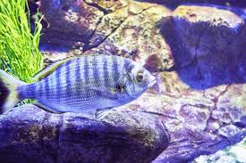 Image result for Diplodus puntazzo