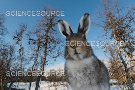 Attēlu rezultāti vaicājumam “Lepus timidus”