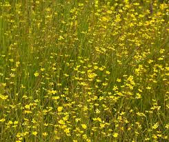 Attēlu rezultāti vaicājumam “Ranunculus flammula”
