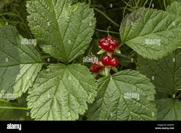 Attēlu rezultāti vaicājumam “Rubus saxatilis leaf”