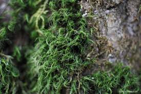 Attēlu rezultāti vaicājumam “Dicranum viride”