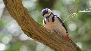 Attēlu rezultāti vaicājumam “Dendrocopos major male”