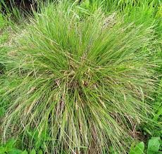 Attēlu rezultāti vaicājumam “Carex paniculata”