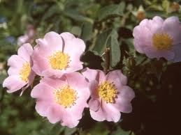 Image result for Rosengewächse