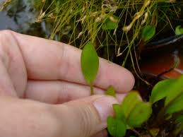 Attēlu rezultāti vaicājumam “Ranunculus flammula leaf”