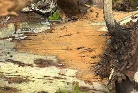 Attēlu rezultāti vaicājumam “Asterodon ferruginosus”