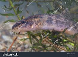 Attēlu rezultāti vaicājumam “Barbatula barbatula”