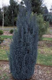 Attēlu rezultāti vaicājumam “Chamaecyparis lawsoniana”