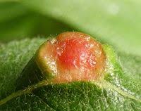 Attēlu rezultāti vaicājumam “Euura pedunculi”