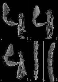 Attēlu rezultāti vaicājumam “Mordella sp.”