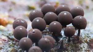 Attēlu rezultāti vaicājumam “Enerthenema papillatum”