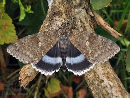 Attēlu rezultāti vaicājumam “Catocala fraxini”