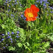 Image result for Papaver nudicaule