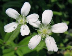 Attēlu rezultāti vaicājumam “Moehringia lateriflora leaf”