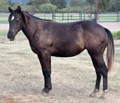 Image result for horse girl gun