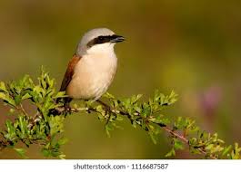 Attēlu rezultāti vaicājumam “Lanius collurio male”