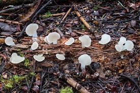 Attēlu rezultāti vaicājumam “Pseudohydnum gelatinosum”