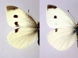 Attēlu rezultāti vaicājumam “Pieris rapae male”