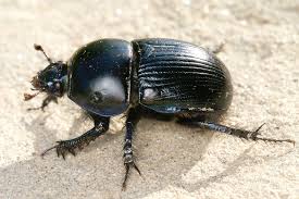 Attēlu rezultāti vaicājumam “Geotrupes stercorarius”