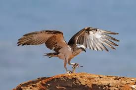 Image result for Pandion haliaetus