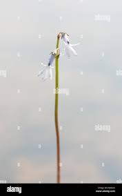 Attēlu rezultāti vaicājumam “Lobelia dortmanna flower”