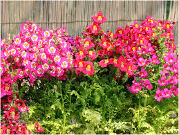 Image result for Schizanthus