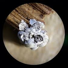 Attēlu rezultāti vaicājumam “Badhamia panicea”