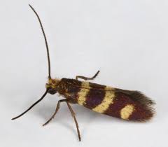 Attēlu rezultāti vaicājumam “Micropterix aureatella”