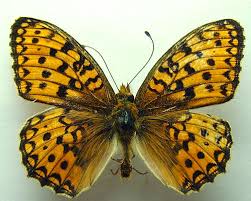 Attēlu rezultāti vaicājumam “Argynnis niobe”