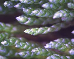 Attēlu rezultāti vaicājumam “Bryum pallens sporophyte”