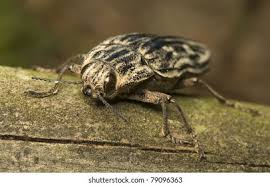 Attēlu rezultāti vaicājumam “Chalcophora mariana”