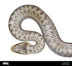 Attēlu rezultāti vaicājumam “Coronella austriaca”