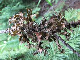 Attēlu rezultāti vaicājumam “Tuckermannopsis chlorophylla”