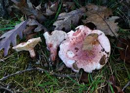 Attēlu rezultāti vaicājumam “Hapalopilus aurantiacus”