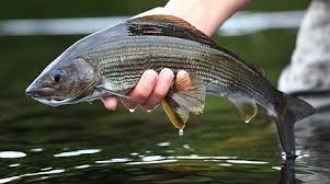 Image result for Bollington & Royal Oak Angling Society