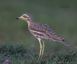 Image result for Burhinus oedicnemus