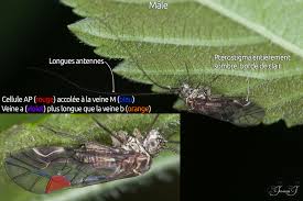 Attēlu rezultāti vaicājumam “Psococerastis gibbosa”